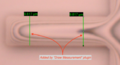 MicroscopeMeasurementTools - FIJI draw measurement - line.png